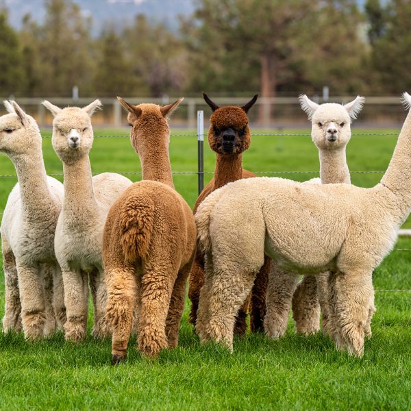 The Alpaca Investing in the World's Finest Livestock Investment THE