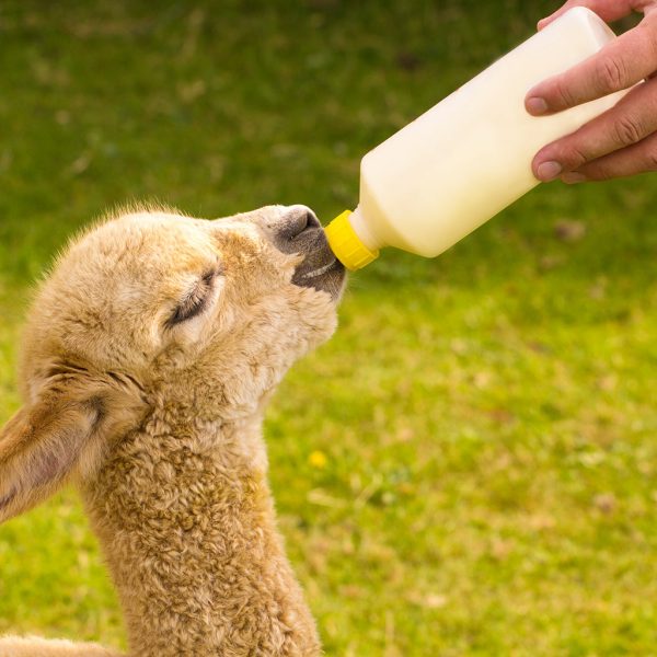 Alpaca Care and Diet THE MOST TRUSTED NAME IN ALPACAS